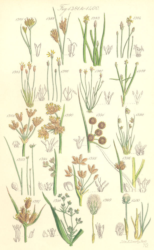 WILD FLOWERS. Beak-rush Spike-Water-Bull-Club-Cotton-grass. SOWERBY 1890 print